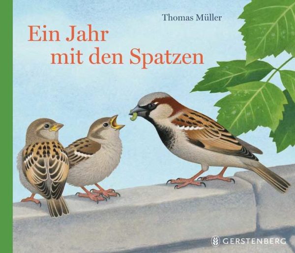 Honighäuschen (Bonn) - Sie tummeln sich am liebsten in Gruppen, zetern lautstark und erkunden neugierig ihre Umwelt - Spatzen sind wie Kinder, und daher mögen Kinder diese frechen Vögel vielleicht auch so gern! Mit diesem wunderbar illustrierten Bilderbuch begleiten wir die Spatzen durch das Jahr, sind bei der Suche nach dem passenden Nistplatz dabei und erleben, wie aus den Eiern die Spatzenkinder schlüpfen. Diese begeben sich schon bald auf Entdeckungstour und machen sich wie die Eltern gern mitten in der Stadt auf Futtersuche - bis sie sich schließlich im Frühling selber einen Nistplatz suchen müssen. Wie in seinem Sachbilderbuch Ein Jahr mit den Schwalben schildert Thomas Müller auch in diesem ungewöhnlichen Buch über Spatzen kindgerecht deren Lebensraum und illustriert den Blick in die Spatzenwelt mit liebevoll gezeichneten Bildern.