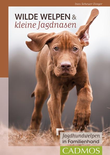 Honighäuschen (Bonn) - Jagdhunde haben bereits im Welpenalter durch eine strenge, Jahrhunderte lange Selektion oft spezielle Bedürfnisse. Werden diese nicht erfüllt oder missachtet, entwickeln sich schnell Verhaltensprobleme. Die kleinen Jagdnasen sind leicht erregbar, impulsiv und zeigen unerwünschtes (Jagd-)verhalten. Oft bekommen frisch gebackene Jagdhundebesitzer in Hundeschulen jedoch nicht genügend jagdhundspezifische Unterstützung. Hier setzt das Buch an: Es gibt Welpenbesitzern eine Hilfe bei den typischen Problemen mit Jagdhunden in Familienhand und zeigt, wie sie bereits beim Welpen und Junghund mit fairen und freundlichen Methoden den Grundstein für ein entspanntes Zusammenleben und vor allem für entspannte Spaziergänge legen können.