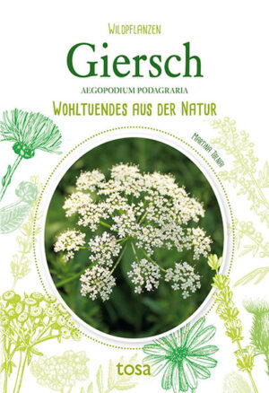 Lesen Sie in unserem Wildpflanzen-Ratgeber allerlei Wissenswertes über den Giersch - wie man ihn erkennt und richtig verwendet. Mit interessanten Informationen zu Standort, Ernte, Verarbeitung und Heilwirkung sowie leckeren Rezepten.