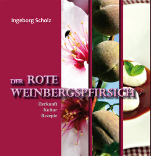 Uralter, geballter Genuss aus der Weinlandschaft! Der Rote Weinbergspfirsich ist eine alte Obstsorte, die derzeit eine Renaissance erlebt. Sie gedeiht im warmen Klima der Weinbaugebiete an Mosel und Rhein. Dorthin gelangte der Pfirsich vor 2000 Jahren mit den Römern. Durch die Jahrhunderte wurde der Baum aus Sämlingen gezogen und hat daher eine große Bandbreite an Typen entwickelt. Die kleinen, rotfleischigen Früchte wirken mit ihrer grauen pelzigen Schale im Vergleich zum hochgezüchteten Supermarktobst sehr urtümlich. Der Geschmack ist besonders intensiv und aromatisch. Inzwischen widmen sich an der Mosel Vereine und Initiativen der Kultur des Weinbergspfirsichs als regionaler Spezialität. Aber auch andere Weinbauggebiete entdecken den Baum neu, dessen zartrosa Blüten im Frühjahr die Landschaft verzaubern. Das Buch stellt den Weinbergspfirsich vor, beleuchtet Herkunft, Kultur und die aus der Spezialität gewonnenen Produkte. Dazu erläutert die Autorin die wertvollen Inhaltsstoffe und gibt Tipps für die Verarbeitung. Der große Rezeptteil präsentiert eine Vielfalt an Ideen, die in einem Wettbewerb von den Erzeugern gesammelt wurden: zuzubereiten entweder mit frischen Früchten oder mit Produkten wie Marmeladen, Gelees und Chutneys. Auch Liköre und Brände aus dem Roten Weinbergspfirsich verfeinern süße wie deftige Gerichte. Die Palette reicht von Vorspeisen und Hauptgerichten bis hin zu Desserts, Gebäck und hausgemachten Mitbringseln. Ein Serviceteil nennt Bezugsquellen für den Roten Weinbergspfirsich und daraus hergestellte Produkte.