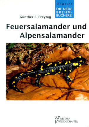 Honighäuschen (Bonn) - Feuersalamander und Alpensalamander haben im Volksmund viele Namen erhalten. Sie gehören zu den bekanntesten Vertretern unter den einheimischen Amphibien. Im Gebirge begegnet man ihnen bei "Salamanderwetter" auf Schritt und Tritt. Die Antipathie gegen diese Tiere, die für den Menschen ungefährlich sind, ist das Ergebnis falscher Erziehung. Die Salamander sind mit den Wassermolchen eng verwandt. Ihre Besonderheiten werden in diesem Büchlein geschildert, vor allem die interessante Lebensweise, Fortpflanzungsbiologie und Entwicklung der Jugendstadien. Ganz ungewöhnlich ist der Entwicklungsweg des Alpensalamanders, dessen Junge auf dem Lande als fertige kleine Salamander geboren werden.