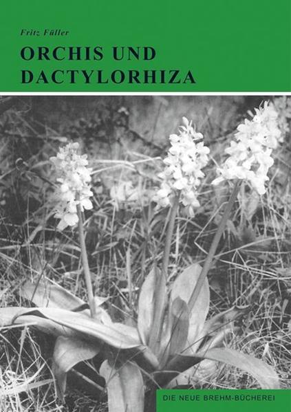 Honighäuschen (Bonn) - Von den Wiesen und Matten des Hochgebirges über die Wälder und Wiesen der Mittelgebirge und der Hügellandschaft bis zu den Wiesen und Mooren des Flach- und Tieflands erstrecken sich die vielgestaltigen Lebensräume, in denen unsere Orchis- und Dactylorhiza-Arten leben und dort oft in mehreren Arten miteinander vergesellschaftet vorkommen. Besonders bevorzugte Lebensräume unserer Orchis-Arten sind die Buchen- und Steppenheidewälder auf Muschelkalk, wo sie oft in enger Gemeinschaft mit vielen anderen Orchideenarten leben. Zweifellos gehören die Orchis- Arten zu den schönsten und stattlichsten Arten unserer heimischen Orchideen, doch hat auch die Gattung Dactylorhiza eine Anzahl Arten, die sehr große Exemplare mit prächtigen Blütenständen entwickeln können. Besonders reich an Dactylorhiza-Arten sind die Wiesen der Mittelgebirge und die Wiesen und Moore des Flachlands. Leider ist in den letzten Jahrzehnten ein starker Rückgang der Bestände fast aller Orchis- und Dactylorhiza-Arten zu verzeichnen und deshalb ist nach wie vor ein intensiver Schutz aller heimischen Orchideen eine der vordringlichsten Aufgaben, die jeden Naturfreund angeht. Nur so können diese Kostbarkeiten unserer heimischen Flora uns und der Nachwelt erhalten bleiben.