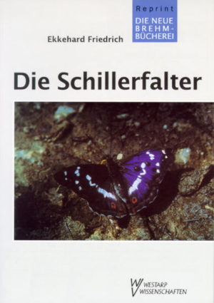 Honighäuschen (Bonn) - Die Schillerfalter zählen zu den schönsten und somit auch bekanntesten Schmetterlingen unserer Fauna
