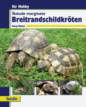 Honighäuschen (Bonn) - Mit diesem Buch möchte der Autor vor allem Neueinsteigern in der Schildkrötenpflege seine Art der Haltung einer ganz besonderen in Europa beheimateten Landschildkröte näherbringen, die Haltug von Testudo marginata, der Breitrandschildkröte. Sein Hauptaugenmerk liegt dabei auf der richtigen Ernährung, Unterbringung und Überwinterung dieser Tiere, denn dies sind erfahrungsgemäß diejenigen Faktoren, bei denen noch immer viele Anfänger in der Schildkrötenhaltung verunsichert sind. Eines darf man nie vergessen: Landschildkröten, wie lange sie auch immer in menschlicher Obhut leben mögen, sind Wildtiere und werden es immer bleiben. Weder wurden sie durch gezielte Zucht in ihrem natürlichen Erscheinungsbild verändert, wie so viele Säugetiere, noch kan man im eigentlichen Sinne von einer Domestikation sprechen.Aus dem Inhalt: -Verbreitung und natürlicher Lebensraum -Grundsätzliche Überlegungen vor der Anschaffung -Haltung im Freiland -Ernährung -Winterruhe -Vermehrung -Gesundheit
