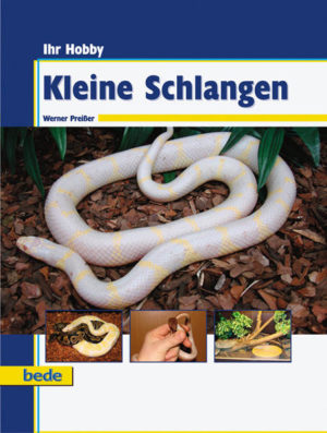 Honighäuschen (Bonn) - Klein bleibende Schlangen zählen zu den beliebtesten Terrarientieren. Dies auch zu Recht, denn sie lassen sich problemlos in handelsüblichen Terrarien pflegen. Viele von ihnen sind zudem auch für Anfänger in der Schlangenpflege bestens geeignet. In diesem Buch stellen wir Ihnen die häufigsten und leicht zu pflegenden Arten, welche durchschnittlich unter 1,5 m Länge sind, vor. Aber auch der versierte Schlangenpfleger wird auf zahlreiche Tipps und Tricks stoßen. Von den Grundlagen der Schlangenpflege über die richtige Auswahl und Einrichtung des Terrariums bis hin zur Ernährung, Gesunderhaltung und Vermehrung werden in diesem Buch alle wesentlichen Faktoren für die erfolgreiche Pflege von klein bleibenden Schlangen vermittelt. Im Artenteil finden Sie mit Sicherheit die für Sie am besten geeignete Schlange. Inhalt: -Lebensräume und Lebensweise -Körperbau -Sinnesorgane -Anschaffungsüberlegungen -Das Terrarium -Erwerb der Tiere -Artenteil -Transport -Umgang mit Schlangen -Ernährung -Pflege -Winterruhe -Vermehrung -Gesundheit