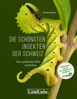 Die schönsten Insekten der Schweiz | Honighäuschen
