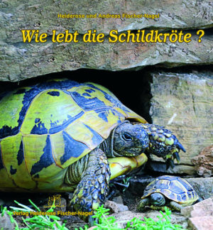 Honighäuschen (Bonn) - Schildkröten gelten als weise und werden uralt. Es gibt kleine und große Landschildkröten sowie Wasserschildkröten, die in Teichen oder im Meer leben. Die meisten von ihnen besitzen einen Panzer und sind damit die einzigen Reptilien, die ein schützendes Haus auf dem Rücken tragen. Wie Landschildkröten geboren werden, sich entwickeln und in freier Wildbahn leben, ist ganz schön spannend.