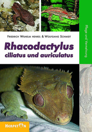 Honighäuschen (Bonn) - In diesem Buch stellen zwei Experten ihre Erfahrungen zur Pflege und Vermehrung von Rhacodactylus ciliatus (Kronengecko) und Rhacodactylus auriculatus vor. Dabei hat der Erstautor mehrfach auf seinen Reisen die Lebensräume und die Lebensweise dieser Geckos in der Natur erforscht und berichtet aus seinem Erfahrungsschatz. Das Buch ist ausgestattet mit zahlreichen Tipps und Tricks zur artgerechten Haltung und erfolgreichen Zucht. Auch werden die verschiedenen Farbformen bebildert vorgestellt. Ausgestattet mit zahlreichen einzigartigen Farbfotos ist dieses Buch ein Muss für jeden Freund dieser Geckos.