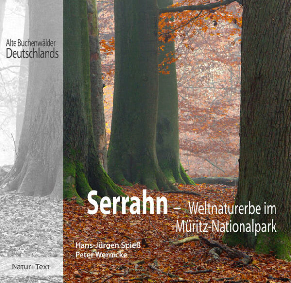 Im Jahre 2011 verlieh die UNESCO den jahrhundertealten Buchenwäldern um Serrahn das Prädikat Weltnaturerbe. Der Titel stellt diesen Teil des Müritz-Nationalparks auf eine Stufe mit so bedeutenden Landschaften wie den Galapagosinseln, dem Yellowstone oder Grand Canon Nationalpark. Die Serrahner Wälder dienten seit Mitte des 19. Jahrhunderts für die Jagden der Großherzöge von Mecklenburg-Strelitz als Wildpark. Daher fand nur eine eingeschränkte forstliche Nutzung statt, so dass der alte Buchenbestand erhalten wurde. In der DDR wurde er Teil eines Naturschutzgebietes und große Teile blieben unbewirtschaftet. Heute stehen mächtige Baumriesen neben jungen, dem Licht entgegen strebenden Buchen. Gewaltige Stämme liegen am Boden und werden zum Lebensraum einer vielfältigen Artengemeinschaft. Hier leben Tiere, Pflanzen und Pilze, die anderswo sehr selten geworden sind. Dieser Wald gehört zu den ältesten und größten ungenutzten Wäldern Deutschlands und vermittelt einen Eindruck vom Aussehen der längst vergangenen Urwälder, die einst unser Land bedeckten. Im vorliegenden Buch werden die Entwicklung des Gebietes, die Besonderheiten der Wälder, Moore und Seen sowie die vielfältige Tier- und Pflanzenwelt vorgestellt. Die Autoren waren selbst viele Jahre in Serrahn tätig. Mit interessanten Texten und Ausflugstipps geben sie den Besuchern und Naturfreunden Informationen und Anregungen. Die beeindruckenden Bilder nehmen den Leser mit auf eine Exkursion durch das historische Serrahn, zum morgendlichen Erwachen des Waldes und zur Beobachtung von Tieren und anderer Bewohner des Nationalparks.