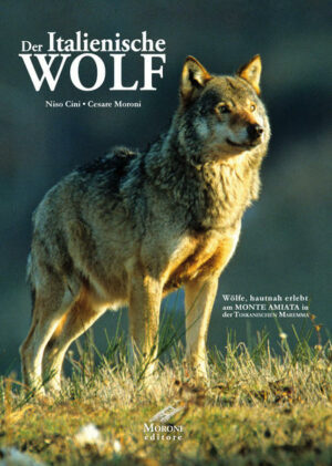 Jahrelange Beobachtung der Wölfe in der Maremma haben zu aussergewöhnlichen Aufnahmen "freilebender" Wölfe geführt!