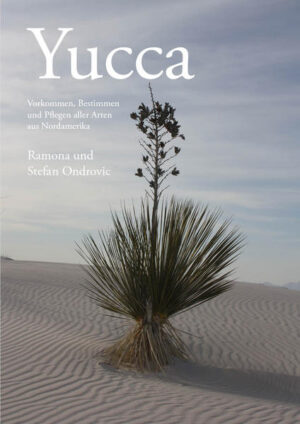 Honighäuschen (Bonn) - Als die Autoren vor 10 Jahren mit ihren Untersuchungen der Yuccas begonnen haben, gab es für uns auf dem deutschen Literaturmarkt nur wenig zu finden. Die Palmlilien wurden neben vielen anderen vorgestellten Pflanzen (Palmen, Kakteen, etc.) lediglich als eine Ergänzung in den Gartenbüchern geführt und mehr oder weniger oberflächlich behandelt (stellvertretend hierfür soll an dieser Stelle das Buch Der exotische Garten von Michael Lorek erwähnt werden). Zusätzlich gab es noch das dreibändige Werk von F. Hochstätter in englischer Sprache mit deutscher Zusammenfassung, das sich stark nach der Botanik und weniger nach den gärtnerischen Aspekten richtete. In der Zwischenzeit hat sich auf dem Markt die Situation nicht wesentlich verändert. Dabei verdient diese Pflanzengruppe eine besondere Aufmerksamkeit, da die Variabilität innerhalb dieser Gattung im gesamten Pflanzenreich kaum ihresgleichen findet. Die Palette erstreckt sich von zierlichen, grasartigen Pflanzen bis zu riesigen Bäumen und klimamäßig von Exemplaren, die fast alle Bedingungen ertragen, bis zu tropischen Giganten. Die Robustheit, Genügsamkeit aber auch die Blühwilligkeit einiger Arten sind der Grund dafür, dass sie in der letzten Zeit in Mitteleuropa nicht nur in Gärten, sondern hauptsächlich auf öffentlichen Gartenflächen beinahe massenhaft gepflanzt werden. Für den Gartenbesitzer oder auch Gärtner beinhaltet das Buch wichtige Pflegeempfehlungen von dem Aussehen und der klimatischen Eignung einer Art bis hin zu den Anforderungen an die Bodenbeschaffenheit. Die einzelnen Pflegeelemente werden so ausführlich behandelt, dass sie auch dem Einsteiger nützlich sind. Die Vorkommensgebiete der Arten werden stets erweitert. Durch eine andere geographische Lage verändert sich oft auch die Bodenbeschaffenheit, durch eine andere Meereshöhe verändern sich die klimatischen Bedingungen. Auch diese Veränderungen haben wir, soweit es uns möglich war, ins Buch integriert. Einmalig ist auch der Kartensatz mit Klimadaten, die es einem Interessierten erlauben, seinen Wohnort in eine entsprechende Bonität einzustufen und den Pflegeumfang für eine Pflanze durch diese Einstufung richtig anzupassen. Die Arbeiten im Bereich der Gentechnik schreiten voran und bewirken oft Verschiebungen und Bereinigungen innerhalb einer Gattung, so auch in der Gattung Yucca. Der Fortgeschrittene findet in diesem Buch selbstverständlich die wichtigsten Neuerungen und ihre systematische Einordnung vor, das Verzeichnis der bedeutendsten Datenbanken und literarische Tipps, die ihn weiterführen. Aufgelockert wurde die Materie durch das Einfließenlassen einer kurzen geschichtlichen Abhandlung, in der wir unsere Recherchen zu den Ursprüngen des Namens Yucca und auch die besondere Beziehung dieser Pflanzen zu Deutschland darlegen.
