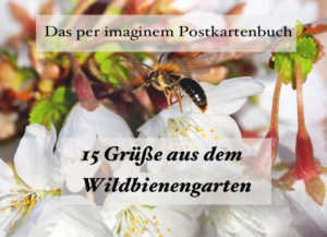 Honighäuschen (Bonn) - Die Freude aneiner Postkarte hält länger als es jede andere verschickte Nachricht vermag - Senden Sie Postkartengrüße! Wildbienen sind fleissige Helfer im Garten. Ohne ihren unglaublichen Fleiß gäbe es keine Blüten und Früchte. Wildbienen beleben unsere Umgebung mit ihrer Schönheit und Lebendigkeit. Bienen und Blüten gehören zusammen. Verschenken und verschicken Sie 15 x Freude - Mit einem Postkartenbuch aus der Edition per imaginem. In 15 wunderschön fotografierten Wildbienen - Portraits aus dem Naturgarten der Autorin und Fotografin Ulrike Lohmann.