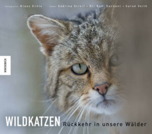 Die Rückkehr der Wildkatze ist eine Erfolgsgeschichte! Lange galt die Wildkatze in vielen Gebieten Deutschlands als ausgestorben