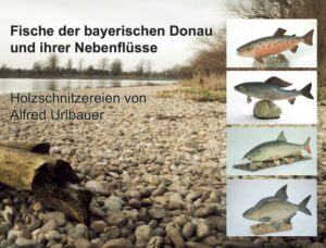 Mit Fisch und Wild war Winzer in früheren Zeiten reich gesegnet. Deshalb erzählen wir älteren Fischer gerne vom übergroßen Fischreichtum in unseren Gewässern, so auch ich. Meine beiden Enkel fragten mich immer wieder, wie es früher war. Dann zeichnete ich einige Fische und schnitzte jedem ein kleines Fischlein, dann noch eins und noch eins. So wurde die Idee geboren, alle Fische der Donau und ihrem Einzugsgebiet zu modellieren bzw. zu schnitzen. Jetzt sind es an die 58 Arten geworden mit über 100 Fischen. Mit der Ausstellung Fische der Bayerischen Donau und ihre Nebenfl üsse und dem hierzu erschienen Buch, die keinen kommerziellen Hintergrund haben, möchte ich die Öffentlichkeit auf die Wertigkeit der Fische mit ihrem Lebensraum aufmerksam machen und den Gewässer- und Artenschutz anregen.