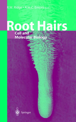 Honighäuschen (Bonn) - Root hairs are tip-growing cells that originate from epidennal cells called trichoblasts. Their role may be simply thought of as extending the surface area of the root to facilitate absorption of nutrients and water. However, as you will see in this book, the root hair is far more than that. To an increasingly larger number of plant biologists, the root hair is a model cell. It grows in much the same way as a pollen tube, by sending vast numbers of vesicles containing cell wall precursors to a rounded apical dome, the tip. Once the trichoblast becomes committed to root hair fonnation, it no longer divides. The root hair cell has a migrating nucleus and a complex cytoskeleton. It has a varied cell wall. It is easy to observe through differential interference contrast microscopy because there are no other cells around it to disturb the image. Cytoplasmic streaming is exceptionally clear, and amyloplasts and even mitochondria and endoplasmic reticulum can be seen without reporter labelling in some species. Root hair mutants are easy to distinguish and catalogue. Plant honnones are involved in their growth and development. It is thus an almost ideal plant cell for experimental manipulation and observation. The root hair is also involved in interactions with soil microbes, as you will learn from later chapters of the book.