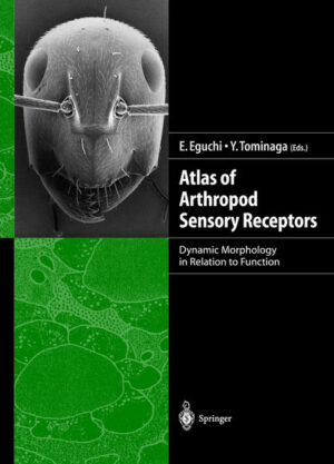 Honighäuschen (Bonn) - The great variety in structure and function of arthropod sensory organs is due to the huge number of species living in spatially and temporally different environments and to great variation in behavioral patterns. This atlas compiles the electron microscopic anatomy of arthropod sensory organophotoreceptors, chemoreceptors, and others in relation to function, behavior, and environment. The authors show how each sensory receptor is finely tuned to detect the necessary information in the arthropods surroundings and how the sensory receptors dynamically change their fine structures according to their functional and adaptational states. In each two-page spread of the book, electron or light micrographs are shown on the right, with diagrammatic illustrations and accompanying text on the left, in a format that is attractive and easy to understand. The atlas thus provides an important bridge between the physiology and morphology of arthropod sensory receptors.
