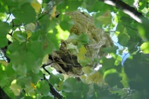 Die großen Sekundärnester der aus Asien stammenden invasiven Hornisse Vespa velutina nigrithorax hängen in 10 - 30 m Höhe gut versteckt in Bäumen und sind nur schwer zu entdecken. (Foto: Klaus Maresch)