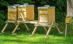 Berufsimker Herbert Rappel aus Mering stellte im Garten des Gerichtsgebäudes in der Cincinnatistraße drei Bienenkästen auf, die den neuen Mitarbeiterinnen und Mitarbeitern des Gerichts ein angenehmes Zuhause bieten sollen.