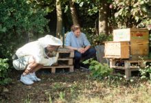 Bienen zählen mit KI: HM-Masterand Lorin Arndt montiert den Vorbau am Bienenstock von Matthias Wick, Hobbyimker in Baldham (Foto: Johannes Lesser)