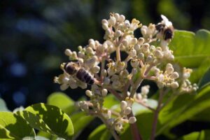 Zum Weltbienentag fordert der Nabu mehr Einsatz für blütenbesuchende Insekten wie Wildbienen. (Foto: Honighäuschen)