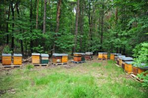 Typische Waldbewohner sind Bienen, hier einer unserer Bienenstände in einem Bestand mit Edelkastanien. (Foto: Klaus Maresch)