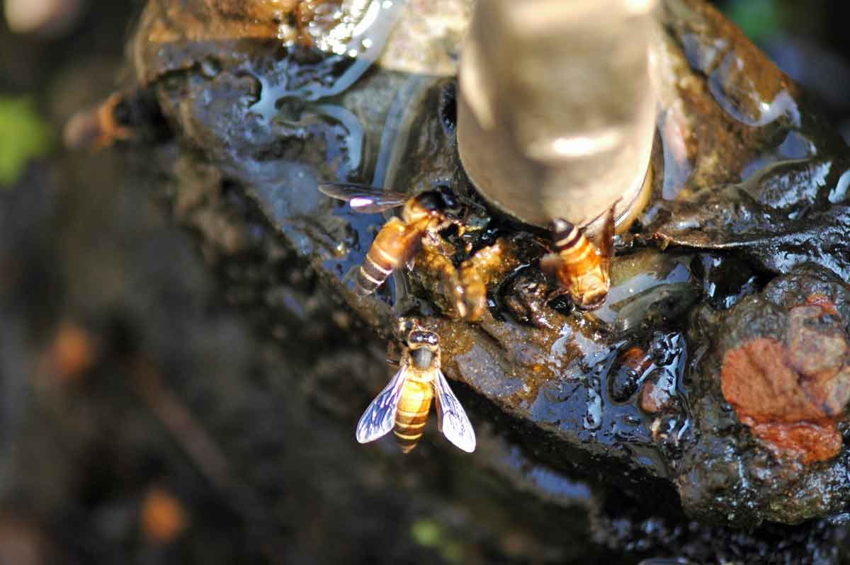 Um Hitzetote zu vermieden, Holen Bienen Wasser und kühlen damit Brut und Nest. (Foto: Klaus Maresch)
