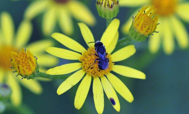 Zum Weltbienentag macht der NABU auf den dramatischen Rückgang der Wildbienen und weiterer Insektenarten aufmerksam