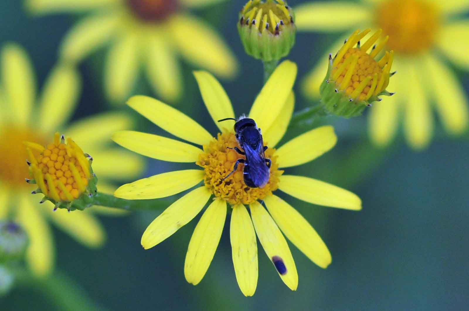 Zum Weltbienentag macht der NABU auf den dramatischen Rückgang der Wildbienen und weiterer Insektenarten aufmerksam